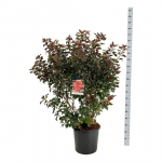 Dekoratyvinis krūmas, pūslenis putinalapis "Diable d'or", auk&scaron;tis 100-125 cm., vazonas 30 l.