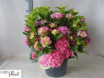Dekoratyvinis krūmas, hortenzija "Early", vazonėlio skersmuo 29 cm.