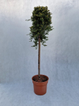 Spygliuotis, horizontalusis kadagys "Golden Carpet", vazonas 7,5 l.