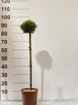 Spygliuotis, pu&scaron;is "Smidtii", ant stiebo, vazonėlio skersmuo 22 cm.