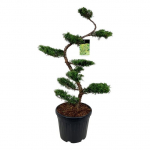 Spygliuotis, kadagys tarpinis "Pfitzeriana Aurea" (bonsai), auk&scaron;tis 125 cm., vazonas 45 l.