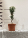Spygliuotis, pu&scaron;is "Green Rocket", vazonėlio skersmuo 23 cm.
