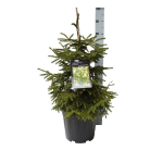 Spygliuotis, eglė rytinė "Aureospicata", auk&scaron;tis 50-60 cm., vazonas 13 l.