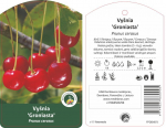 Vaismedis, vy&scaron;nia &ldquo;Groniasta&rdquo; (Prunus cerasus)