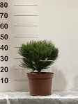 Spygliuotis, pu&scaron;is "Hornibrookiana", vazonėlio skersmuo 22 cm.