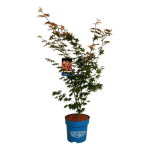 Dekoratyvinis medis, klevas "North Wind" (Jack Frost), auk&scaron;tis 100-125 cm., vazonas 15 l.