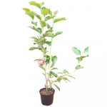 Dekoratyvinis medis, magnolija, įvairios, auk&scaron;tis 80-120 cm., vazonas 5 l.