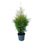 Spygliuotis, tuja vakarinė "Brabant", auk&scaron;tis 60-80 cm., vazonėlio skersmuo 21 cm.
