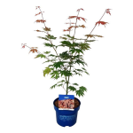 Dekoratyvinis medis, klevas "North Wind" (Jack Frost), auk&scaron;tis 50-60 cm., vazonas 5 l.