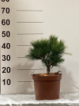 Spygliuotis, pu&scaron;is "Greg", vazonėlio skersmuo 23 cm.