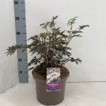 Dekoratyvinis krūmas, &scaron;eivamedis juoduogis "Black Lace", vazonėlio skersmuo 23 cm.
