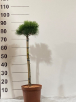 Spygliuotis, pu&scaron;is "Greg", ant stiebo, vazonėlio skersmuo 23 cm.