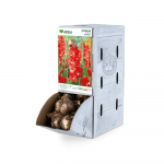 Didžiažiedžio kardelio svogūnėlis ASEJA Traderhorn, 1 vnt., 12/14, Rackbox, 14622, (P)