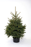 Sidabrinė eglė (Picea pungens) vazone, auk&scaron;tis 130-150 cm.