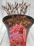 Dekoratyvinis krūmas, rauger&scaron;kis tunbergo "Red Hot Chili", vazonas 2 l.