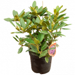 Dekoratyvinis krūmas, rododendras, įvairios veislės, vazonas 5 l.