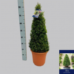 Dekoratyvinis krūmas, bugienis rinčiuotasis "Caroline", vazonėlio skersmuo 26 cm.