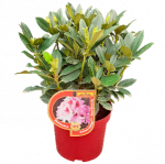 Dekoratyvinis krūmas, rododendras, karali&scaron;ka kolekcija, įvairios veislės, vazonas 5 l.