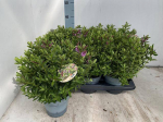 Dekoratyvinis krūmas, hebė, vazonėlio skersmuo 16 cm.