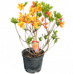 Dekoratyvinis krūmas, azalija, įvairios veislės, vazonas 5 l.