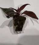 Vienmetės gėlės daigelis, sprigė "New Guinea Clockwork DL Appleblossom" FLORENSIS