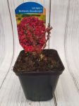 Dekoratyvinis krūmas, rauger&scaron;kis tunbergo "Deep Purple", vazonėlio skersmuo 9 cm.