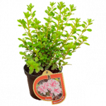 Dekoratyvinis krūmas, azalija japoninė, įvairios veislės, vazonas 1 l.