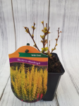 Dekoratyvinis krūmas, rauger&scaron;kis tunbergo "Golden Tower", vazonėlio skersmuo 9 cm.