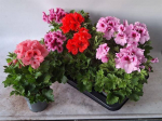 Vienmetė gėlė, pelargonija, Grandiflorum įvairios, vazonėlio skersmuo 12cm.