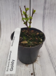 Dekoratyvinis krūmas, rauger&scaron;kis tunbergo "Goldy/yellow Bird", vazonėlio skersmuo 9 cm.