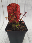 Dekoratyvinis krūmas, rauger&scaron;kis tunbergo "Karlik", vazonėlio skersmuo 9 cm.