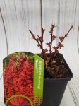 Dekoratyvinis krūmas, rauger&scaron;kis tunbergo "Neon", vazonėlio skersmuo 9 cm.