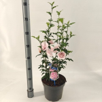 Daugiametė gėlė, kinrožė "Pink Chiffon", vazonėlio skersmuo 23 cm.