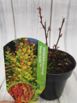 Dekoratyvinis krūmas, rauger&scaron;kis tunbergo "Neon Gold", vazonėlio skersmuo 9 cm.