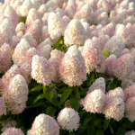 Dekoratyvinis krūmas, &scaron;luotelinė hortenzija "Magical Sweet Summer", vazonėlio skersmuo 19 cm.