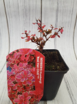 Dekoratyvinis krūmas, rauger&scaron;kis tunbergo "Red Hot Chili", vazonėlio skersmuo 9 cm.