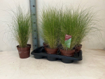 Žolinis augalas, stipa "Tenuifolia", vazonėlio skersmuo 17 cm.