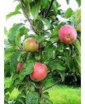 Vaismedis, obelis koloninė (Malus domestica)