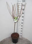 Dekoratyvinis krūmas, &scaron;luotelinė hortenzija 'Limelight', ant stiebo, vazonėlio skersmuo 28 cm.