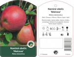 Vaismedis, obelis "Melrose" (Malus domestica)