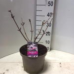 Dekoratyvinis krūmas, &scaron;eivamedis juoduogis, vazonėlio skersmuo 23 cm.