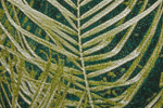 Kilimas ANDIAMO Portland, 160 x 235 cm, žalios spl., 75% polipropilenas, 25% poliesteris, tinkamas v