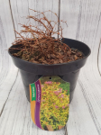 Dekoratyvinis krūmas, lanksva japoninė "Golden Princess", vazonėlio skersmuo 9 cm.