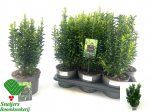 Dekoratyvinis krūmas, ožek&scaron;nis japoninis "Green Spire", vazonėlio skersmuo 17 cm.