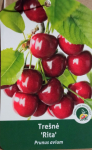 Vaismedis, tre&scaron;nė "Rita" (Prunus avium)