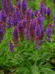 Daugiametė gėlė, &scaron;alavijas gojinis "Sensation Compact Violet", vazonėlio skersmuo 14 cm.