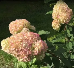 Dekoratyvinis krūmas, &scaron;luotelinė hortenzija "Diamantino", vazonėlio skersmuo 9 cm.