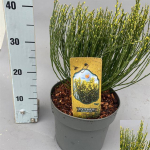 Dekoratyvinis krūmas, raipstas &scaron;luotinis "Allgold", vazonėlio skersmuo 21 cm.