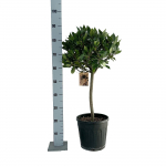 Dekoratyvinis krūmas, lauramedis, ant stiebo, vazonėlio skersmuo 25 cm.
