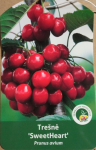 Vaismedis, tre&scaron;nė &ldquo;Sweet heart&rdquo; (Prunus avium)